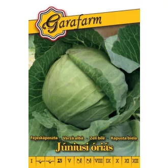 juniusi-orias-kaposzta