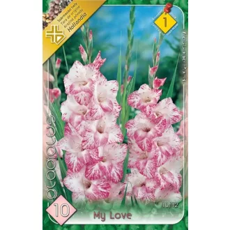 Gladiolus_My_Lov_54abcd9109bfd