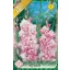 Gladiolus_My_Lov_54abcd9109bfd