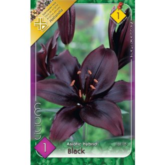 Virághagyma Liliom Asiatic Black 1.ács.FIX ÁR!!!