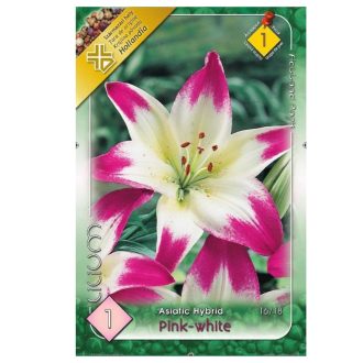 Virághagyma Liliom Asiatic Pink-white 1.ács. FIX ÁR!!!