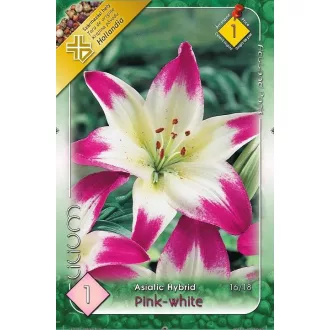 Virághagyma Liliom Pink-white 1.ács. FIX ÁR!!! (Terméktörzsből)