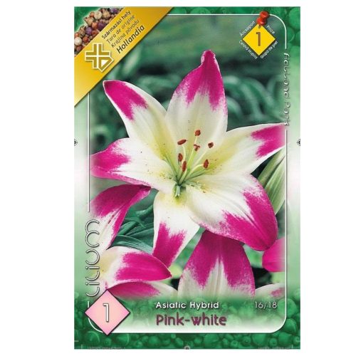 Virághagyma Liliom Pink-white 1.ács. FIX ÁR!!!