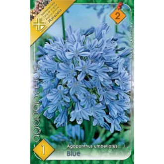 Virághagyma Agapanthus umbellatus kék 2.ács. FIX ÁR!!! (Terméktörzsből)