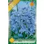Virághagyma Agapanthus umbellatus kék 2.ács. FIX ÁR!!! (Terméktörzsből)