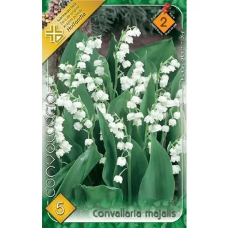 Virághagyma Convallaria majalis 2.ács. FIX ÁR!!! (Terméktörzsből)