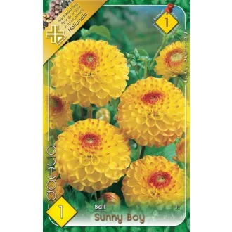 Virághagyma Dahlia Ball Sunny Boy 1.ács. FIX ÁR!!! (Terméktörzsből)