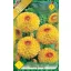 Virághagyma Dahlia Ball Sunny Boy 1.ács. FIX ÁR!!! (Terméktörzsből)