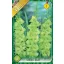 Virághagyma Gladyolus Green Star 1.ács. FIX ÁR!!! (Terméktörzsből)
