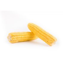 Kukorica